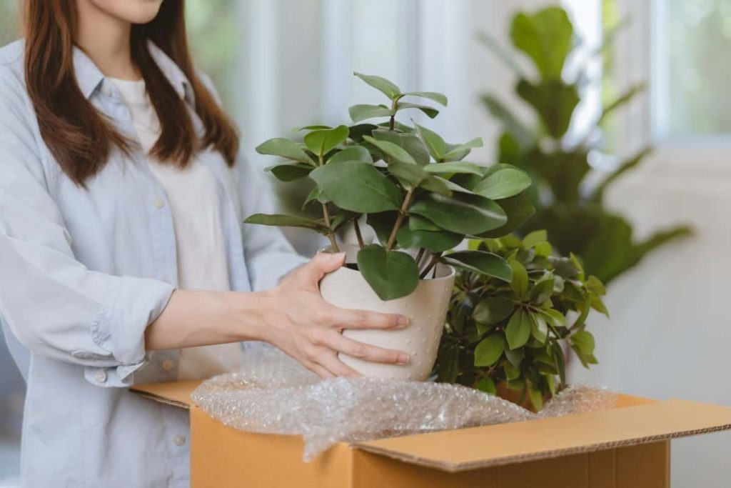 Protecting plants during a move