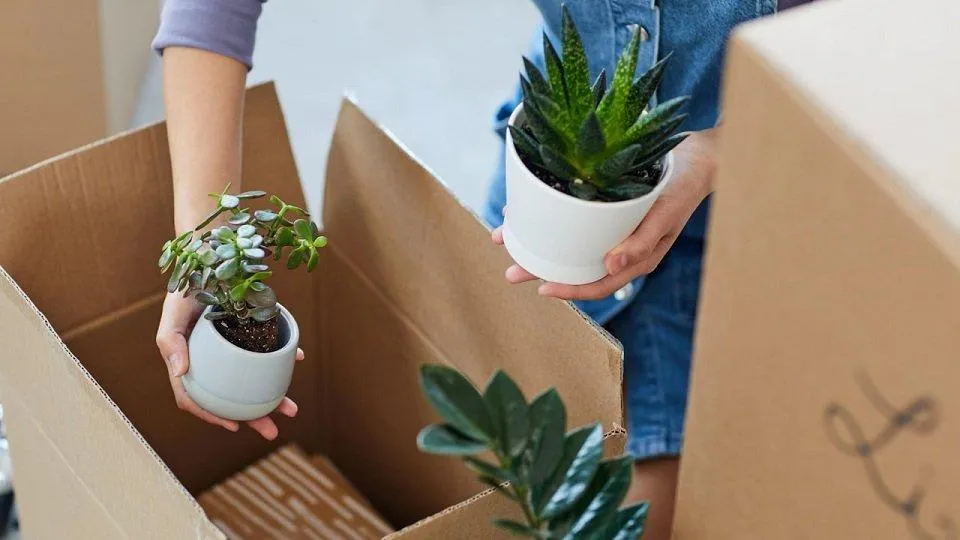 Hiring Movers For Plants.