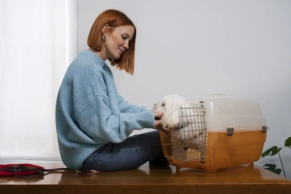 Moving with pets-1.
