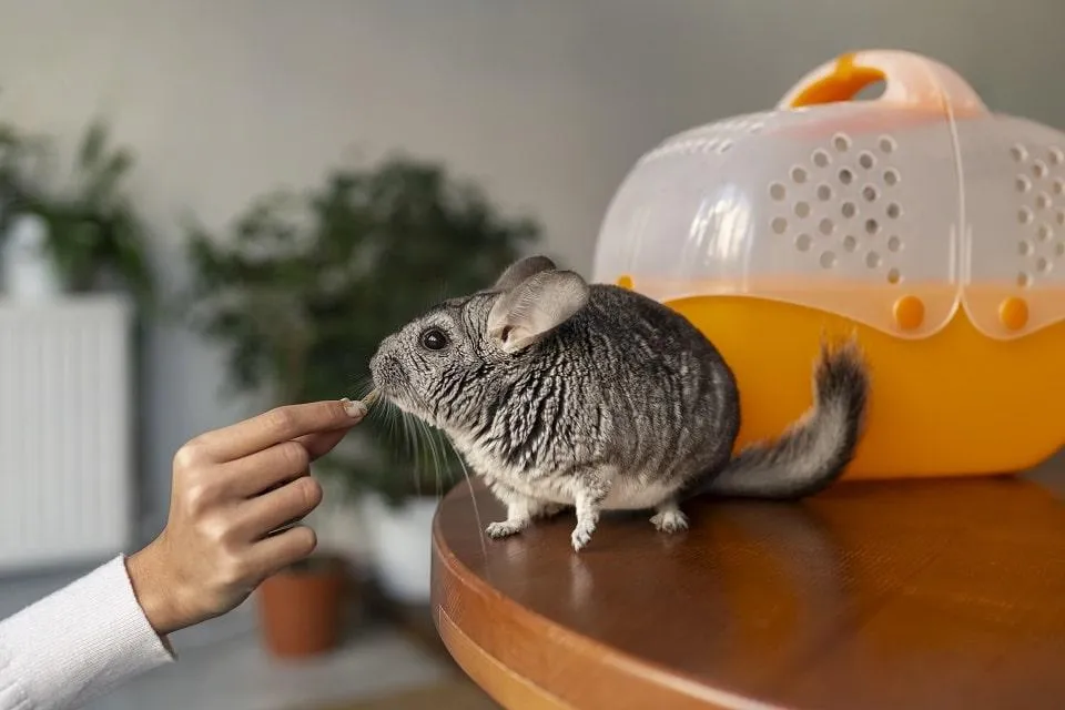 Moving with pets-3.