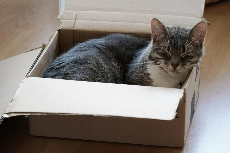 Moving with your pets.