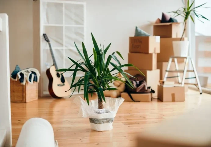 How To Move Household Plants
