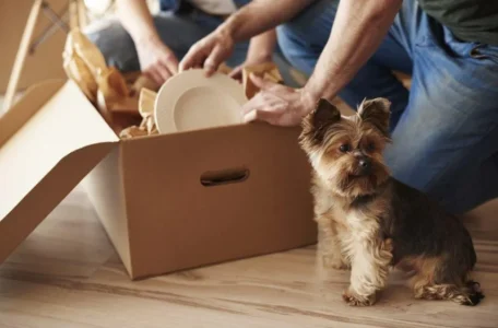 Tips For Moving With Your Pets