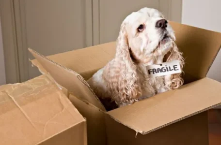 Relocating to Cochrane with Pets: Tips for a Smooth and Pet-Friendly Move
