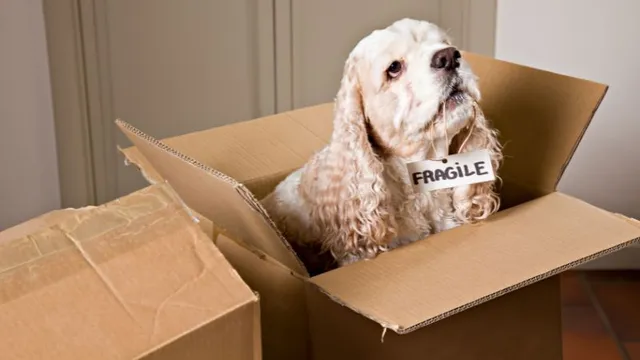 Relocating to Cochrane with Pets: Tips for a Smooth and Pet-Friendly Move